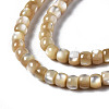 Natural Trochid Shell/Trochus Shell Beads Strands SSHEL-S266-018B-02-3