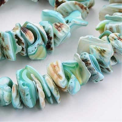 Natural Shell Bead Strands BSHE-P010-04-1