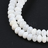 Natural Freshwater Shell Beads Strands BSHE-H109-15A-4