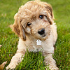 40Pcs 5 Colors Transparent Blank Acrylic Pet Dog ID Tag PALLOY-AB00047-6
