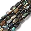 Natural Paua Shell Beads Strands SSHEL-B002-14-1