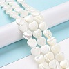 Natural Trochus Shell Beads Strands SSHEL-H070-06D-2