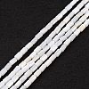 Natural Freshwater Shell Dyed Beads Strands SHEL-M018-12-12-1