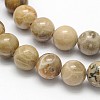 Natural Fossil Coral Round Bead Strands G-N0166-05-8mm-2