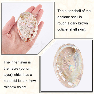 Natural Shell Display Decorations DJEW-WH0042-143D-1
