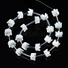 Natural Trochid Shell/Trochus Shell Beads Strands SSHEL-S278-129-2