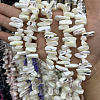 1 Strand Dyed Natural Trochus Shell Beads Strands SSHEL-PA0001-01B-4