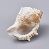 Large Natural Conch Shells DJEW-WH0007-11A-2
