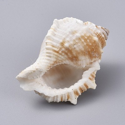 Large Natural Conch Shells DJEW-WH0007-11A-1