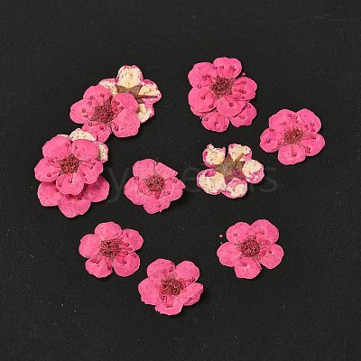 Narcissus Embossing Dried Flowers DIY-K032-60P-1