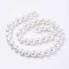 Shell Pearl Beads Strands BSHE-L035-8mm-I13-2