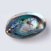 Natural Abalone Shell/Paua ShellDecoration SSHEL-K024-01B-4