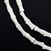 Natural Freshwater Shell Beads Strands SHEL-G013-01B-3