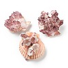 Natural Conch Shell Display Decorations AJEW-H126-06-1