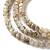 Natural Freshwater Shell Beads Strands SSHEL-B002-18-3