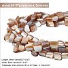 CHGCRAFT 5 Strands Natural Freshwater Shell Beads Strands SHEL-CA0001-09-2