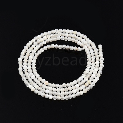 Natural White Shell Bead Strands X-SSHEL-N003-144A-01-1