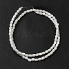 Natural Freshwater Shell Beads Strand BSHE-E026-16B-3