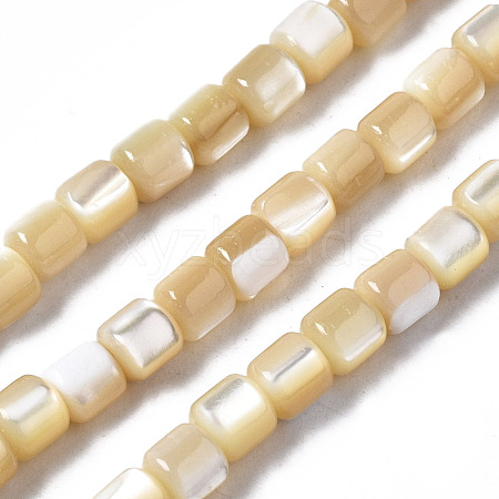 Natural Trochid Shell/Trochus Shell Beads Strands SSHEL-N034-77-B01-1