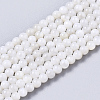 Natural Freshwater Shell Beads Strands BSHE-T009-01F-1