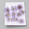 Pressed Dried Flowers DIY-WH0308-412C-1-2
