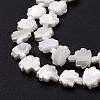 Natural Trochid Shell Beads Strands SSHEL-G023-09B-4