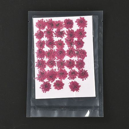 Pressed Dried Flowers DIY-K032-58M-1