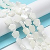 Natural Trochus Shell Beads Strands BSHE-P033-07-3