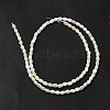 Natural Freshwater Shell Beads Strand BSHE-E026-16A-3