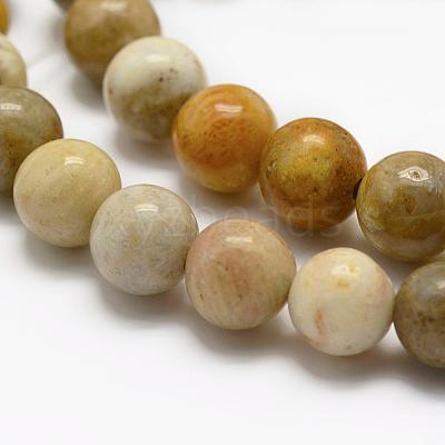 Natural Fossil Coral Beads Strands G-K194-8mm-05-1
