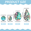 18Pcs 4 Styles Natural Paua Shell Cabochons SHEL-WR0001-10-2