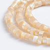 Natural Trochid Shell/Trochus Shell Beads Strands SSHEL-L016-13B-2