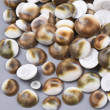 Natural Shell Cabochons SSHEL-S258-93-1