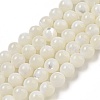 Natural Sea Shell Beads Strands SSHEL-K013-5.5mm-A-1