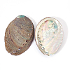 Natural Abalone Shell Display Decoration DJEW-WH0015-105-1