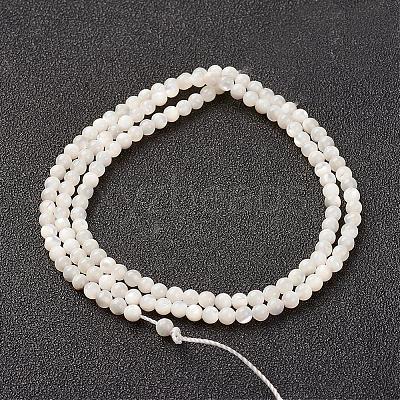 Natural White Shell Beads Strands G-G680-54-1