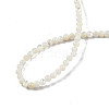 Natural White Shell Bead Strands SSHEL-N003-144A-01-4