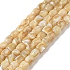 Natural Trochid Shell/Trochus Shell Beads Strands BSHE-H018-01-1