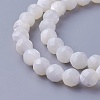 Shell Beads Strands SSHEL-E571-38-6mm-1