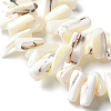1 Strand Dyed Natural Trochus Shell Beads Strands SSHEL-PA0001-01B-5