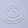 Shell Beads Strands G-F619-27-2mm-2
