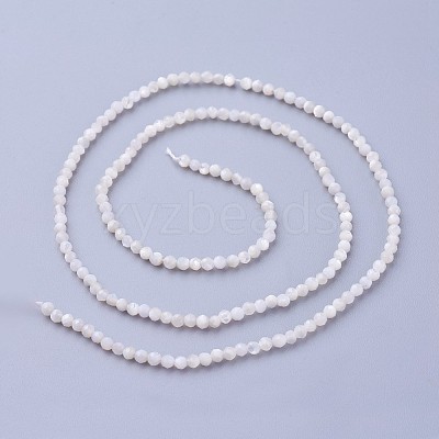Shell Beads Strands G-F619-27-2mm-1
