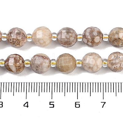 Natural Conch Fossil Beads Strands G-G182-B37-03-1