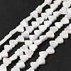 Natural Trochid Shell/Trochus Shell Beads Strands BSHE-E026-19-1