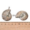 Snail Fossil Pendants G-D051-1A-3