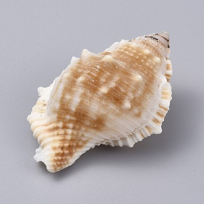 Large Natural Conch Shells DJEW-WH0007-11A-1
