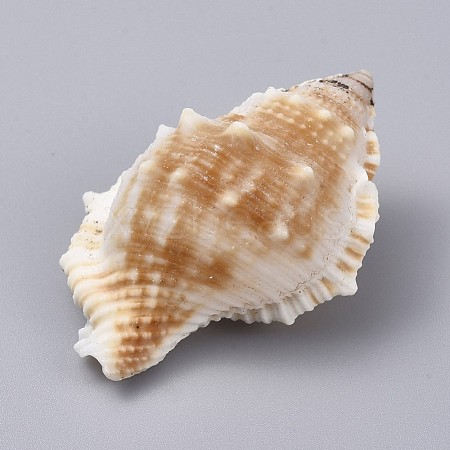 Large Natural Conch Shells DJEW-WH0007-11A-1