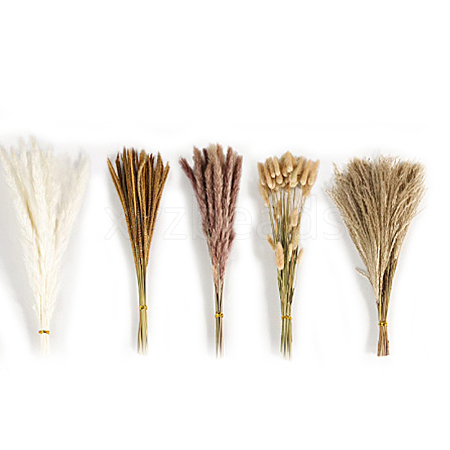 Mini Dried Pampas Grass HULI-PW0002-112D-1