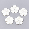 Freshwater Shell Beads SHEL-S274-08-1