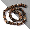 Natural Paua Shell Beads Strands BSHE-B007-05-2